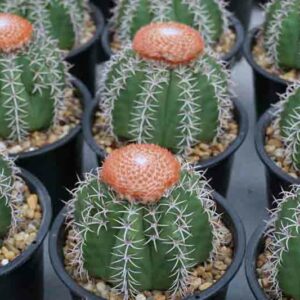 Turk's Cap, Turk's-cap cactus, Dwarf Turk's-cap cactus, Melon Cactus, Melocactus matanzanus