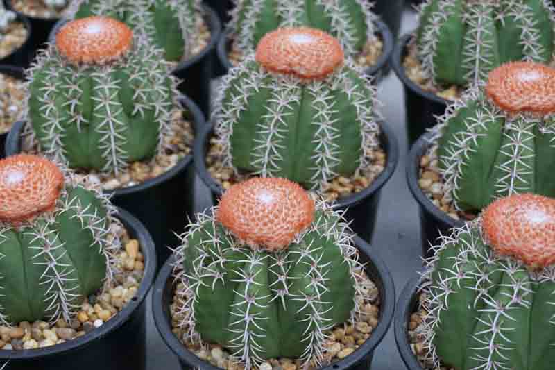 Turk's Cap, Turk's-cap cactus, Dwarf Turk's-cap cactus, Melon Cactus, Melocactus matanzanus
