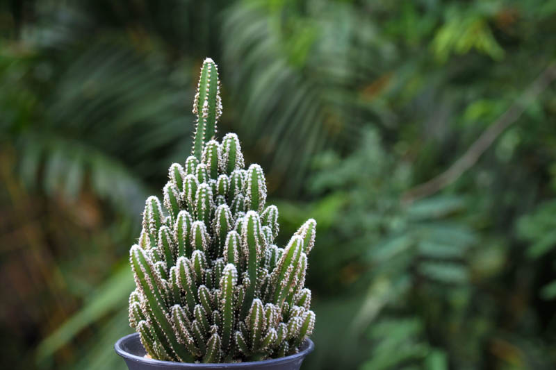 Green Finger Cactus, Fairy Castle Cactus, Fairytale Castle Cactus, Acanthocereus tetragonus