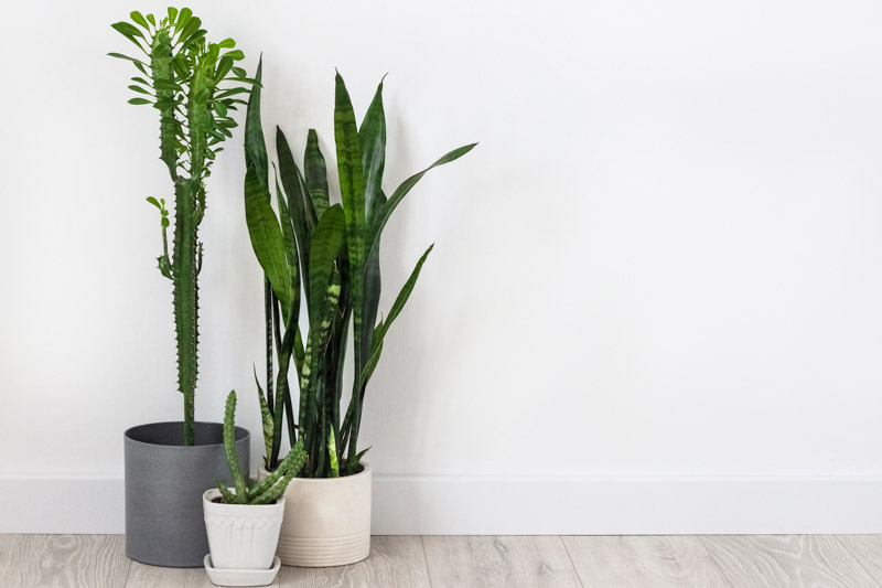 African milk tree, cathedral cactus, Abyssinian euphorbia, high chaparall, Euphorbia trigona