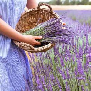 How to harvest lavender, Harvesting lavender, Lavender flowers, Lavender flower