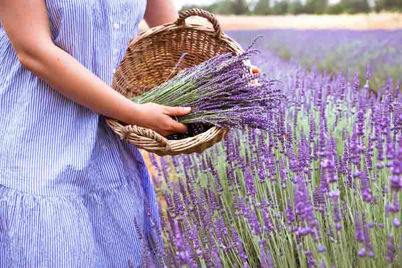 How to harvest lavender, Harvesting lavender, Lavender flowers, Lavender flower