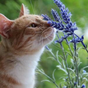 Lavender, Lavender toxic to cats, Lavender flowers, Lavender Plant