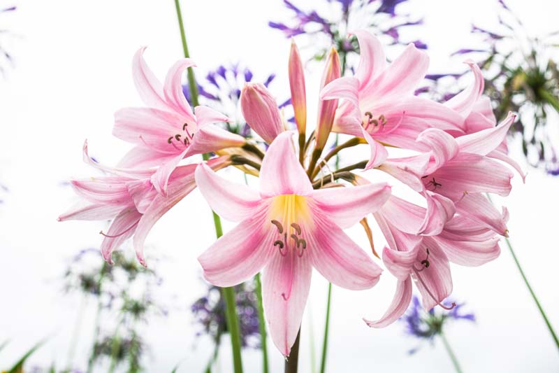 Amaryllis belladonna, Belladonna Lily, Jersey Lily, August Lily, Naked Lady, Naked Ladies, Amaryllis rosea, Brunsvigia rosea, Brunsvigia rosea 'Minor', Coburgia belladonna, lavender flowering bulb, lavender flowers, Fall flowers