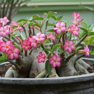 Desert Rose, Adenium arabicum, Desert Azalea, Succulent Rose