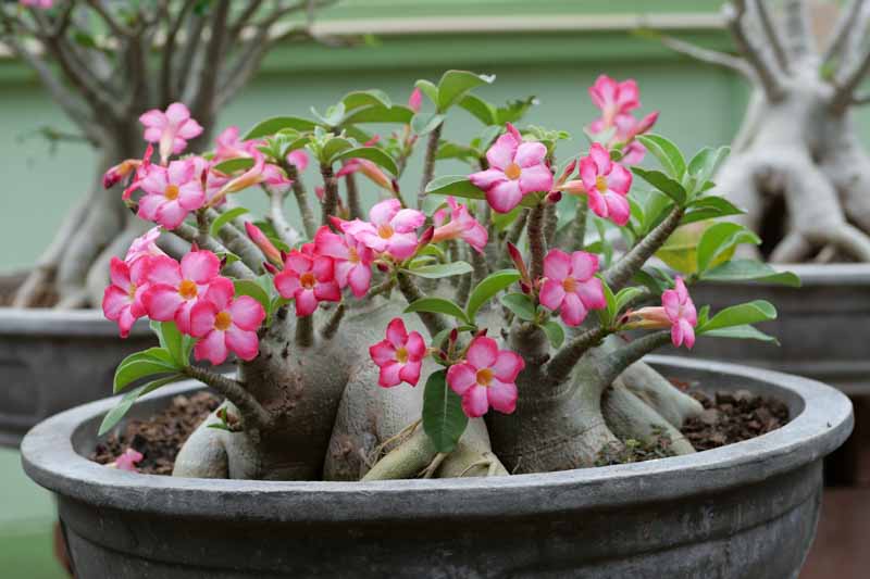Desert Rose, Adenium arabicum, Desert Azalea, Succulent Rose