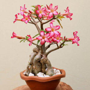 Desert Rose, Adenium obesum, Desert Azalea, Bonsai Desert Rose