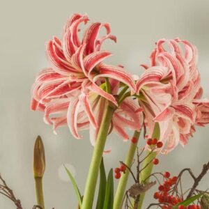 Amaryllis Doublet