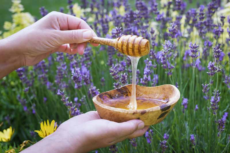 Lavender Syrup, How to make Lavender Syrup, Lavender Flowers, Lavender Plants, Lavender Benefits