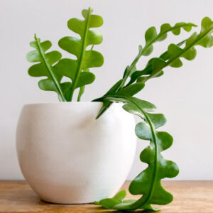 fishbone cactus, zig zag cactus, Epiphyllum anguliger, Disocactus anguliger