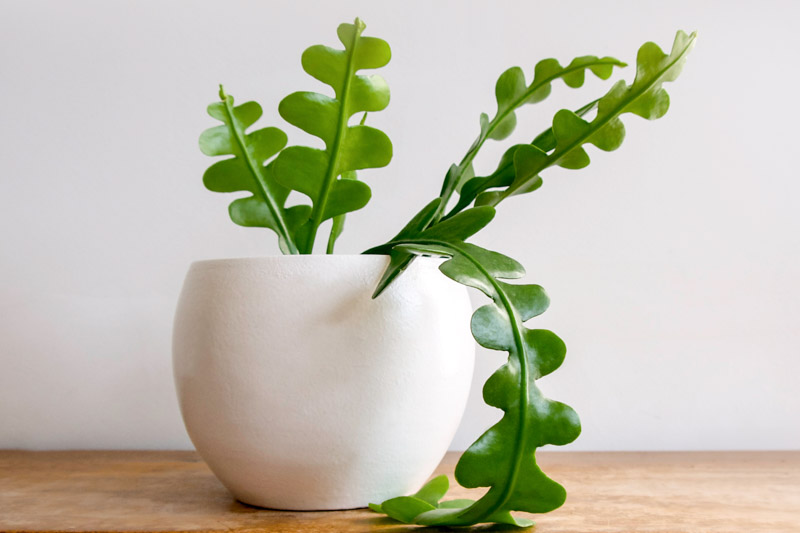 fishbone cactus, zig zag cactus, Epiphyllum anguliger, Disocactus anguliger