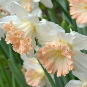 Daffodil British Gamble, Narcissus 'British Gamble