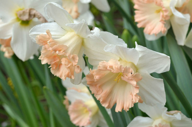 Daffodil British Gamble, Narcissus 'British Gamble
