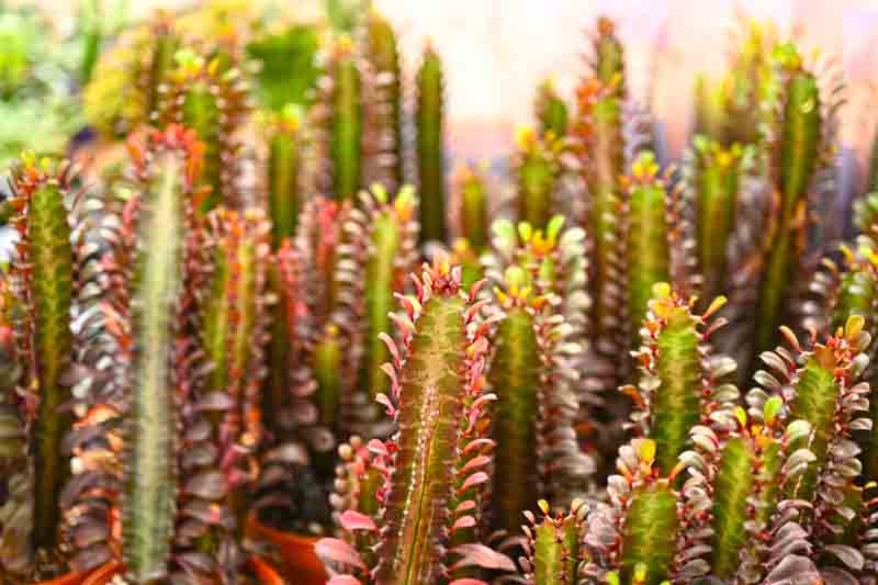 African milk tree, cathedral cactus, Abyssinian euphorbia, high chaparall, Euphorbia trigona