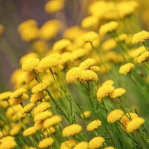 Green Santolina, Santolina rosmarinifolia, Drought Tolerant Plant, Mediterranean Plant, Yellow Flowers, Evergreen Plant