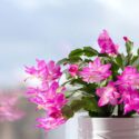 Christmas cactus, Schlumbergera, Holiday cactus