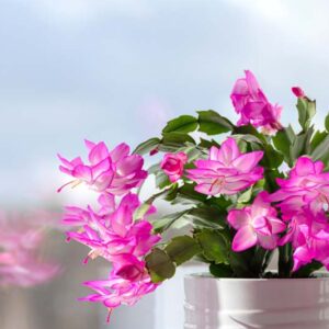 Christmas cactus, Schlumbergera, Holiday cactus