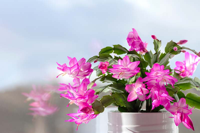 Christmas cactus, Schlumbergera, Holiday cactus