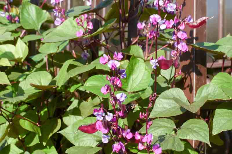 Hyacinth Bean, Hyacinth Bean Vine, Hyacinth Beans, Indian Bean, Lablab