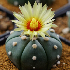Sand Dollar Cactus, Star Cactus, Sea Urchin Cactus, Star Peyote, astrophytum asterias,
