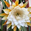Orchid Cactus, Epiphyllum, Orchid Cacti, Cactus Flowers, Flowering Cactus