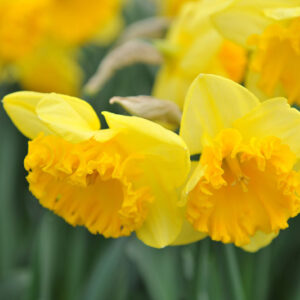 Yellow Large-Cupped daffodil, Daffodil Ferris Wheel, Narcissus Ferris Wheel