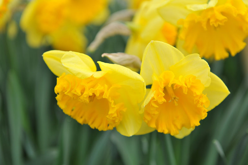Yellow Large-Cupped daffodil, Daffodil Ferris Wheel, Narcissus Ferris Wheel
