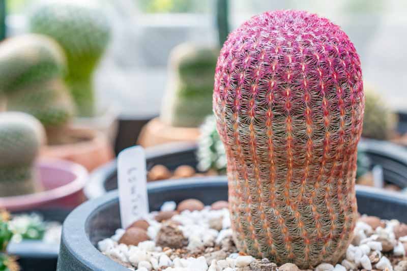 Rainbow Cactus, Echinocereus rigidissimus, Cactus, Cactus Plant, Indoor Cactus
