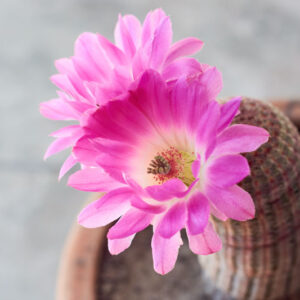 Rainbow Cactus, Echinocereus rigidissimus, Cactus, Cactus Plant, Indoor Cactus