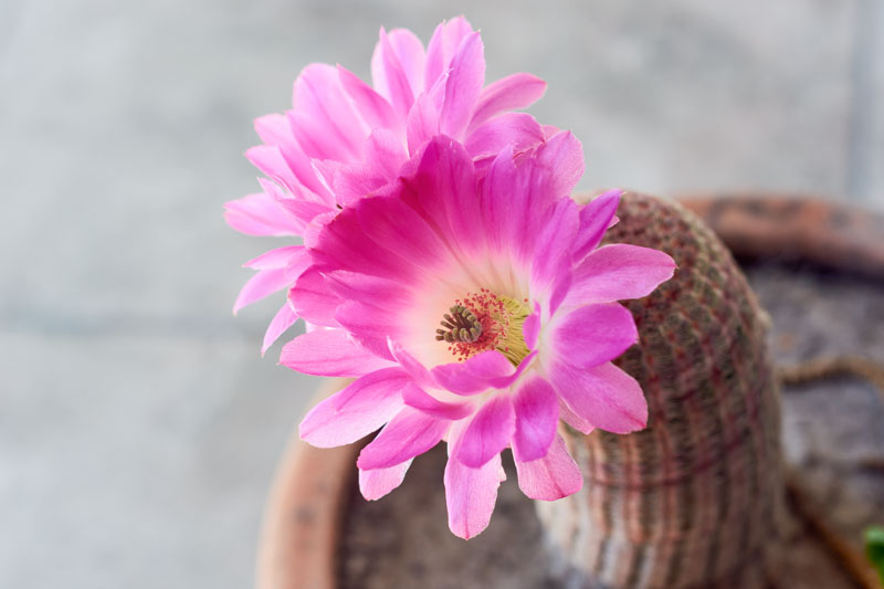 Rainbow Cactus, Echinocereus rigidissimus, Cactus, Cactus Plant, Indoor Cactus