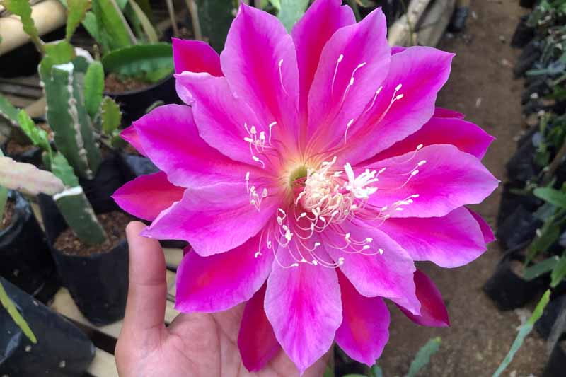 Orchid Cactus, Epiphyllum, Orchid Cacti, Cactus Flowers, Flowering Cactus