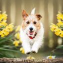 Daffodils, Daffodil, Narcissus, Toxic to Dogs