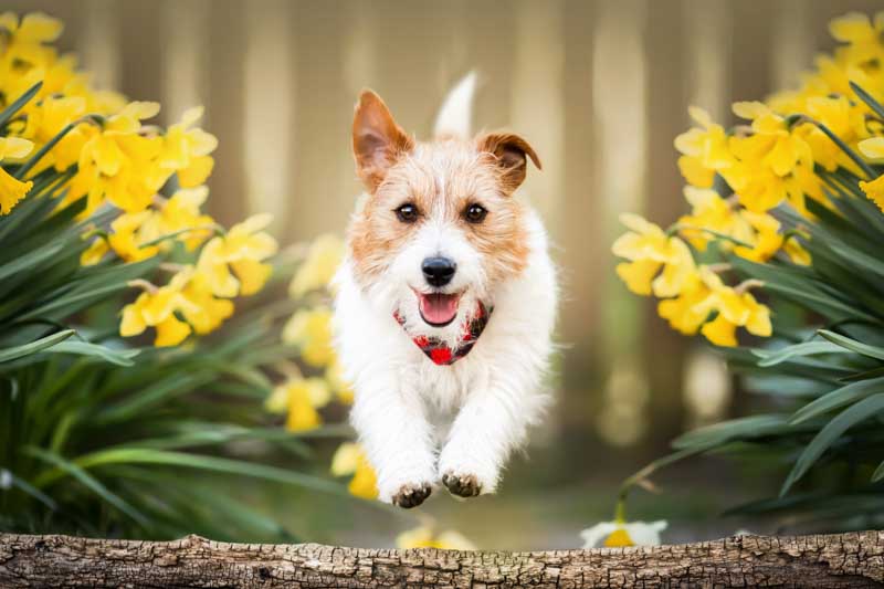 Daffodils, Daffodil, Narcissus, Toxic to Dogs