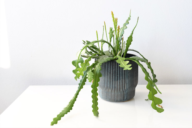 fishbone cactus, zig zag cactus, Epiphyllum anguliger, Disocactus anguliger