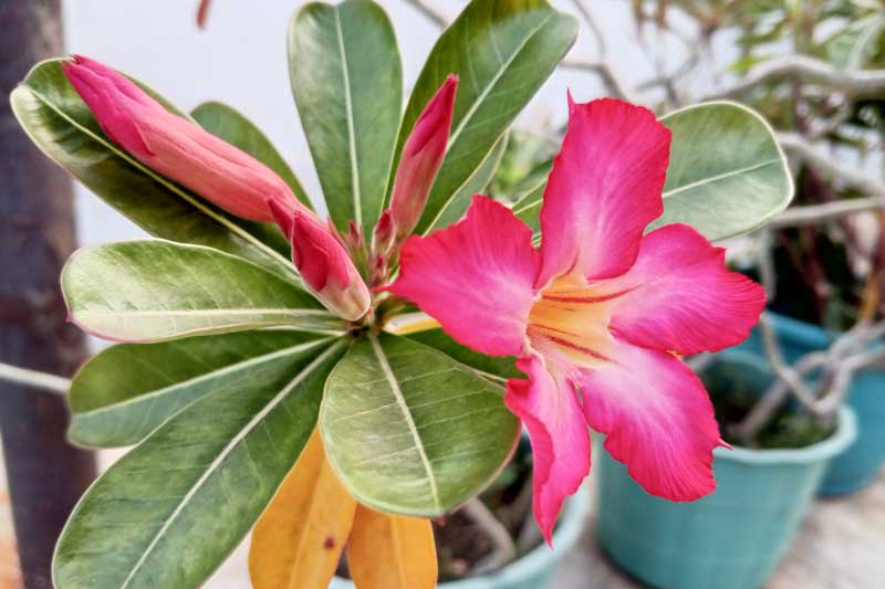 Desert Rose, Adenium arabicum, Desert Azalea, Succulent Rose