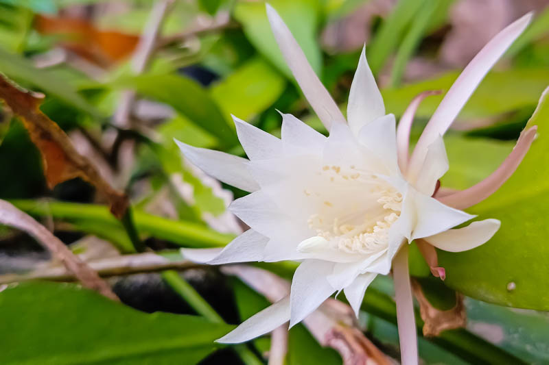 fishbone cactus, zig zag cactus, Epiphyllum anguliger, Disocactus anguliger