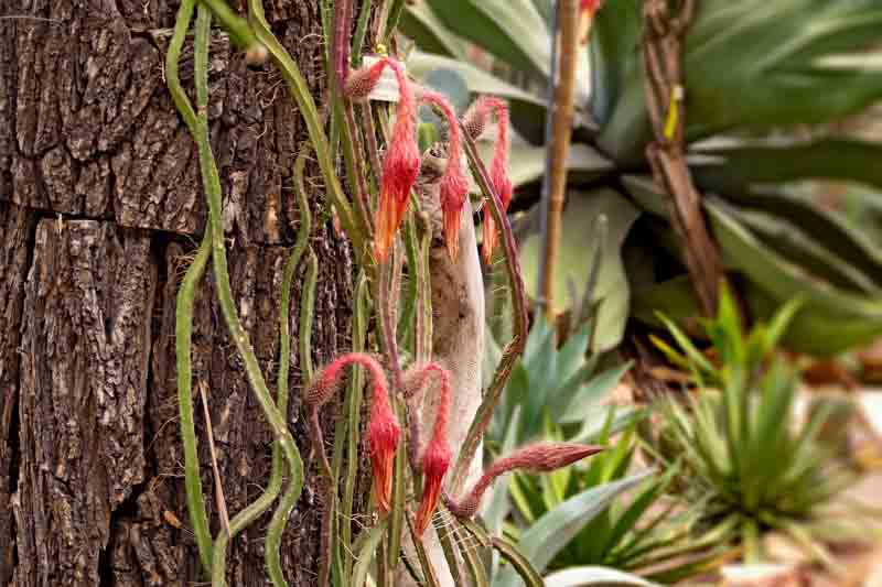 Night Blooming Cactus, Vanilla cactus, Sweet-scented cactus, Queen of the night, Night-blooming cereus, Selenicereus grandiflorus