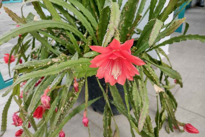 Red Orchid Cactus, Strap Cactus, Orchid Cactus, Epiphyllum ackermannii, Disocactus ackermannii