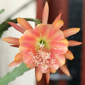 Orchid Cactus King Midas, Epiphyllum King Midas, Orange Orchid Cactus