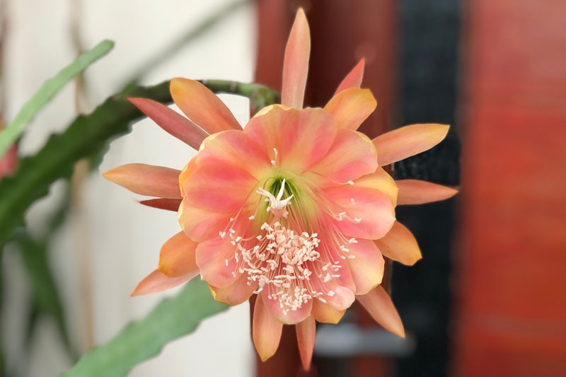 Orchid Cactus King Midas, Epiphyllum King Midas, Orange Orchid Cactus