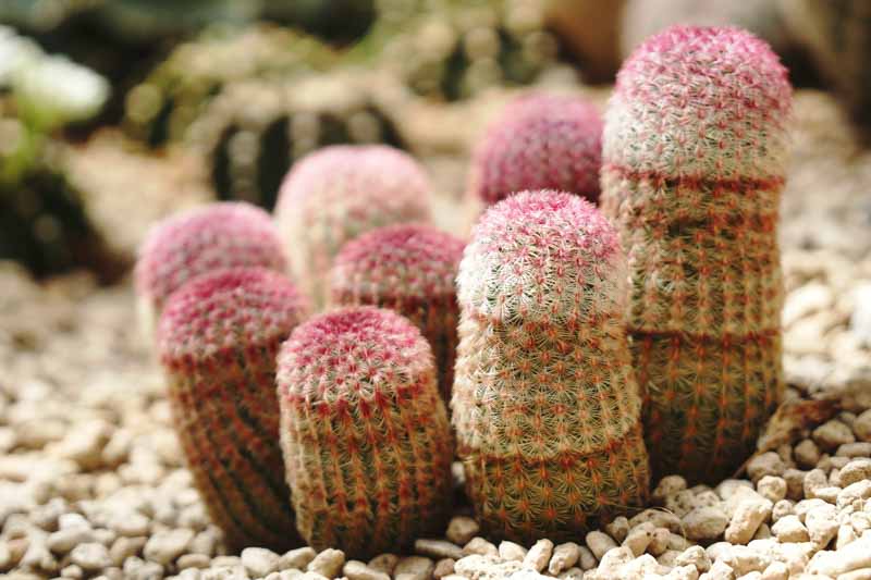 Rainbow Cactus, Echinocereus rigidissimus, Cactus, Cactus Plant, Indoor Cactus