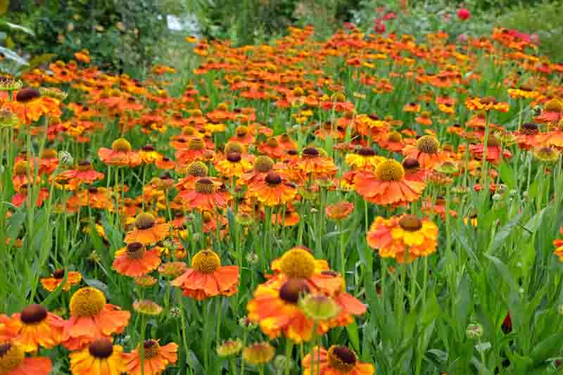 Helenium Sahin's Early Flowerer, Sneezeweed Sahin's Early Flowerer, Helenium Autumnale, Common Sneezeweed Sahin's Early Flowerer, False Sunflower Sahin's Early Flowerer, Helen's Flower Sahin's Early Flowerer, Yellow Star Sahin's Early Flowerer, late summe