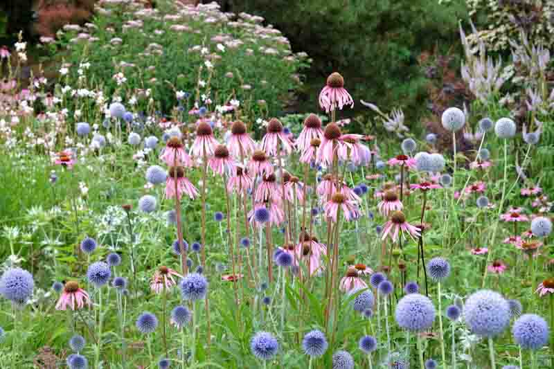 Pale Coneflower, Blue Echinops, globe thistle, Echinacea pallida, Echinops ritro Veitch Blue