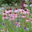 Pale Coneflower, Blue Echinops, globe thistle, Echinacea pallida, Echinops ritro Veitch Blue
