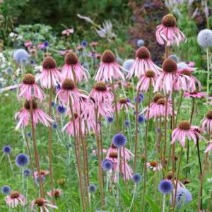 Pale Coneflower, Blue Echinops, globe thistle, Echinacea pallida, Echinops ritro Veitch Blue