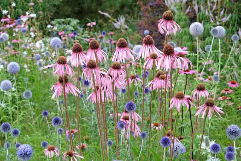 Pale Coneflower, Blue Echinops, globe thistle, Echinacea pallida, Echinops ritro Veitch Blue