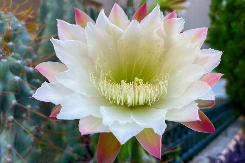 Peruvian Apple Cactus, Cereus repandus, Cerus peruvianus, Cactus, Cactus Fruit, Edible Cactus