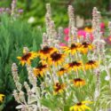 Black-eyed susan, Lamb's ear, Rudbeckia, Stachys, garden design,cottage garden