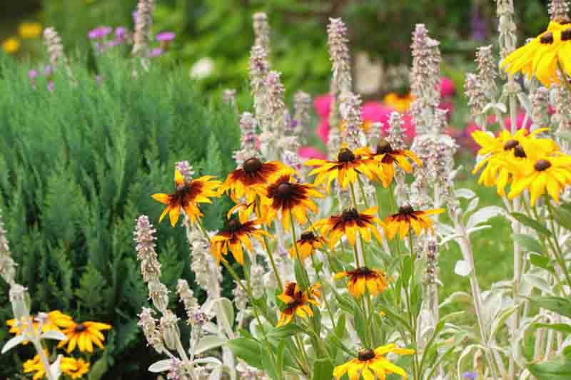 Black-eyed susan, Lamb's ear, Rudbeckia, Stachys, garden design,cottage garden