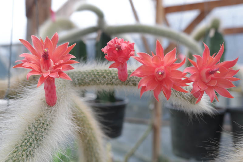 Monkey Tail Cactus, Rat Tail Cactus, Cleistocactus colademononis, Cleistocactus winteri subs. colademononis